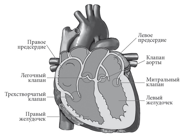 Лучшие методы лечения и профилактики инфаркта миокарда Лучшие методы лечения и профилактики инфаркта миокарда
