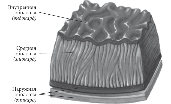 Лучшие методы лечения и профилактики инфаркта миокарда Лучшие методы лечения и профилактики инфаркта миокарда