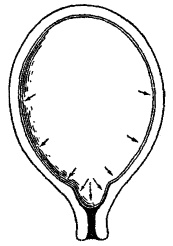 Гимнастика для женщин