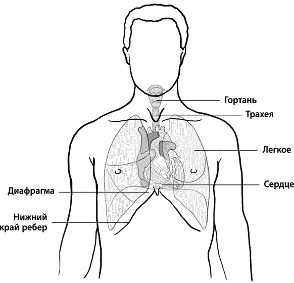 Хрупкие жизни. Истории кардиохирурга о профессии, где нет места сомнениям и страху Хрупкие жизни. Истории кардиохирурга о профессии, где нет места сомнениям и страху