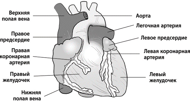 Хрупкие жизни. Истории кардиохирурга о профессии, где нет места сомнениям и страху Хрупкие жизни. Истории кардиохирурга о профессии, где нет места сомнениям и страху