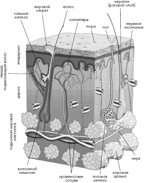 Опасные родинки Опасные родинки
