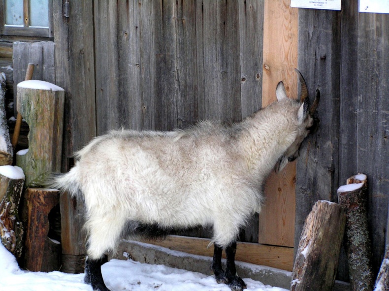 Лечение козьим молоком Лечение козьим молоком