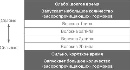 Дело не в калориях. Как не зависеть от диет, не изнурять себя фитнесом, быть в отличной форме и жить лучше