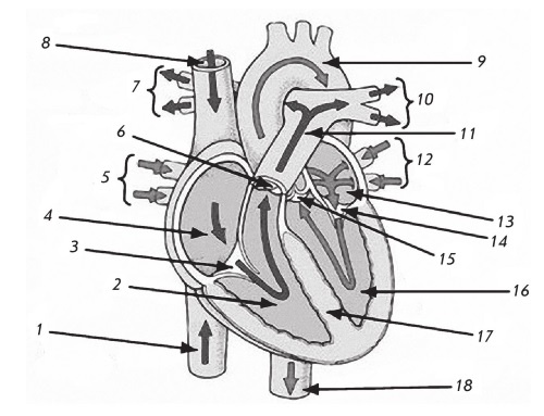 Стенокардия Стенокардия