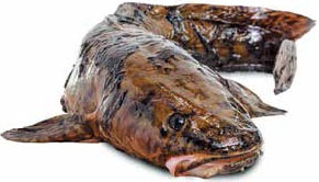 Кулинарная энциклопедия. Том 23. Н-О (Налим – Облатка) Кулинарная энциклопедия. Том 23. Н-О (Налим – Облатка)