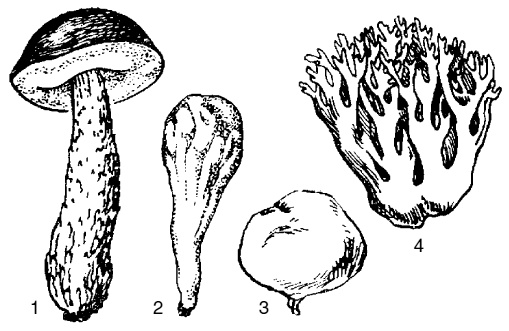 Грибная энциклопедия Грибная энциклопедия