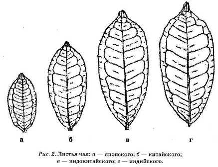 Энциклопедия целебного чая