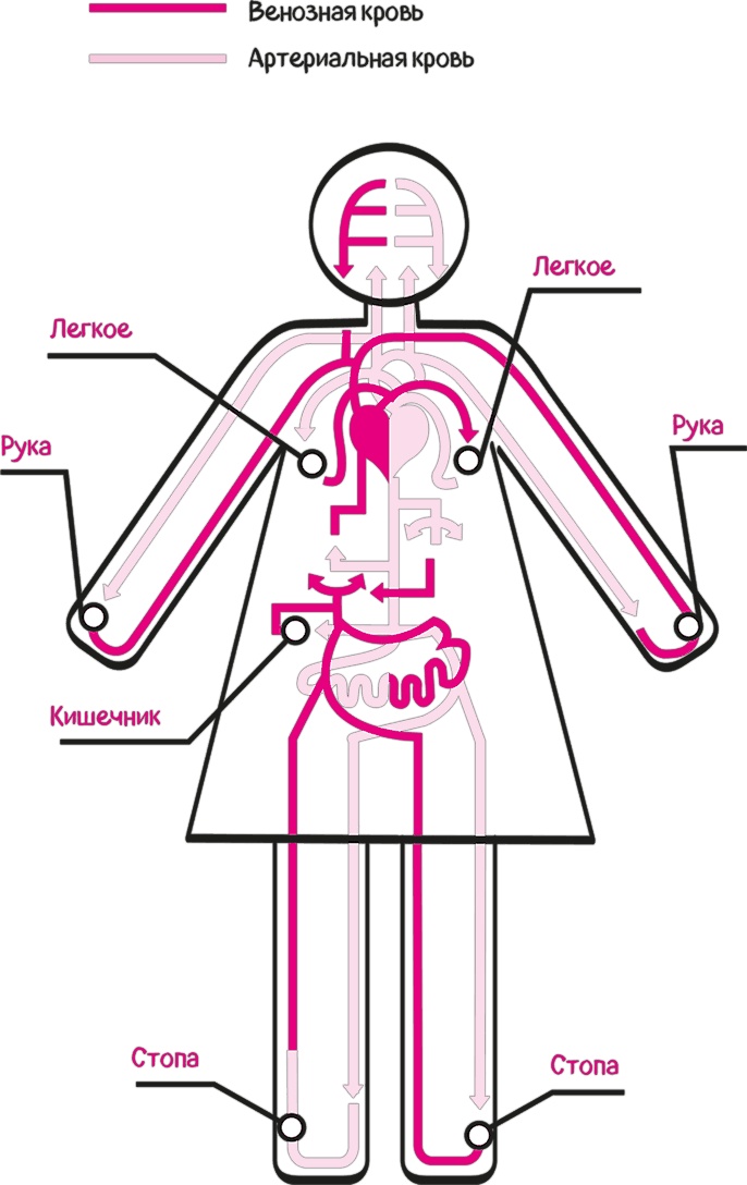 Целлюлит. Циничный оберег от главного врага женщин