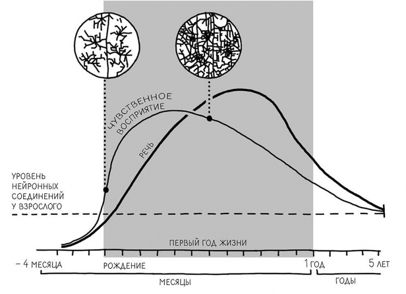 Законы естественного развития ребенка Законы естественного развития ребенка