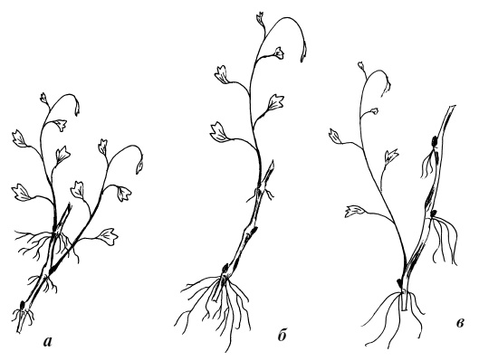 Обрезка винограда. Проверенные способы формировки укрывного винограда в средней полосе России Обрезка винограда. Проверенные способы формировки укрывного винограда в средней полосе России