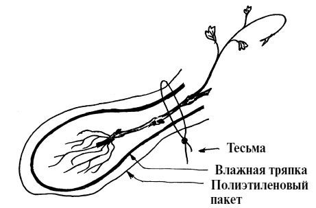 Обрезка винограда. Проверенные способы формировки укрывного винограда в средней полосе России Обрезка винограда. Проверенные способы формировки укрывного винограда в средней полосе России