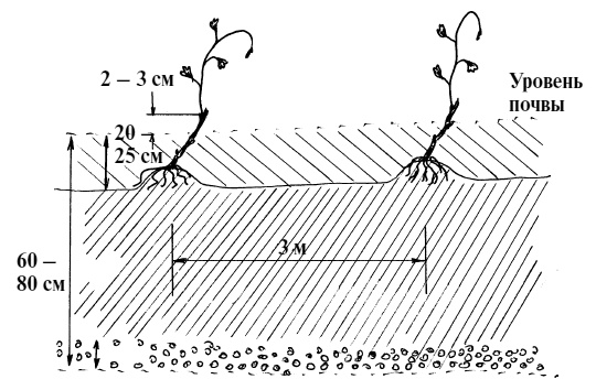 Обрезка винограда. Проверенные способы формировки укрывного винограда в средней полосе России