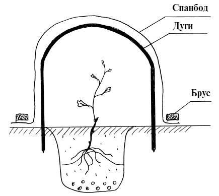 Обрезка винограда. Проверенные способы формировки укрывного винограда в средней полосе России