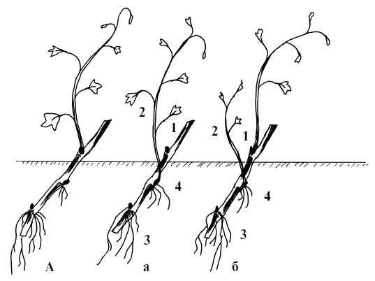 Обрезка винограда. Проверенные способы формировки укрывного винограда в средней полосе России