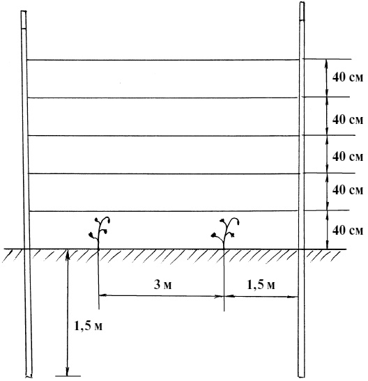 Обрезка винограда. Проверенные способы формировки укрывного винограда в средней полосе России