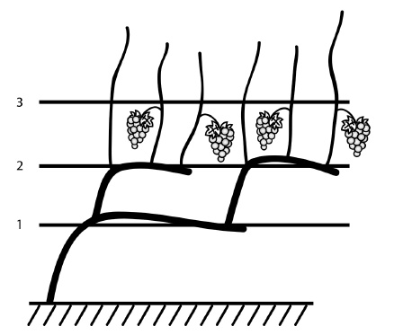 Обрезка винограда. Проверенные способы формировки укрывного винограда в средней полосе России Обрезка винограда. Проверенные способы формировки укрывного винограда в средней полосе России