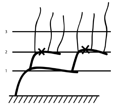 Обрезка винограда. Проверенные способы формировки укрывного винограда в средней полосе России Обрезка винограда. Проверенные способы формировки укрывного винограда в средней полосе России