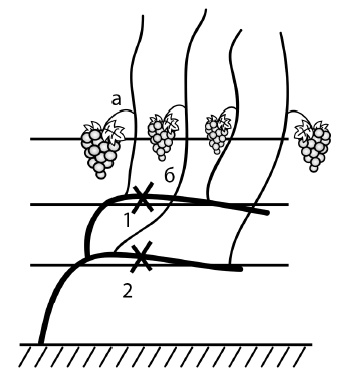 Обрезка винограда. Проверенные способы формировки укрывного винограда в средней полосе России