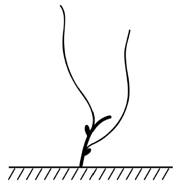 Обрезка винограда. Проверенные способы формировки укрывного винограда в средней полосе России