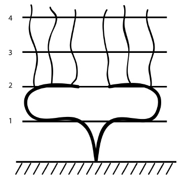 Обрезка винограда. Проверенные способы формировки укрывного винограда в средней полосе России