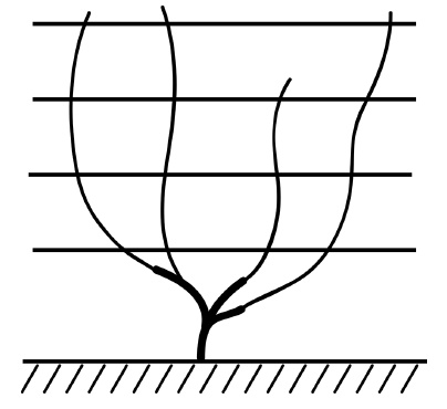 Обрезка винограда. Проверенные способы формировки укрывного винограда в средней полосе России