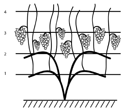Обрезка винограда. Проверенные способы формировки укрывного винограда в средней полосе России