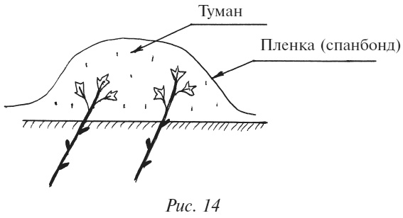 Плодовые кусты вашего сада