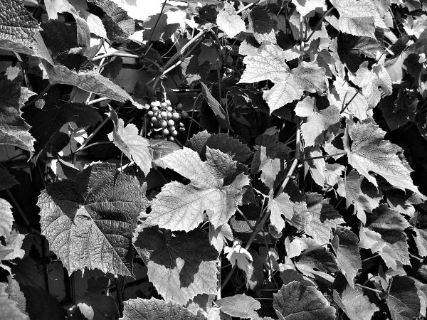 Виноград вашего сада в средней полосе России Виноград вашего сада в средней полосе России