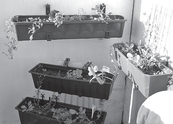 Рассада. Лучше, чем у всех! Секреты, хитрости, подсказки умного садовода. Лунный календарь. Самый удобный и полезный