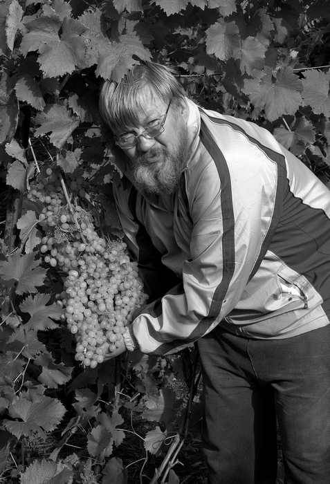 Домашний виноградник. Виноград для средней полосы России и севернее Домашний виноградник. Виноград для средней полосы России и севернее