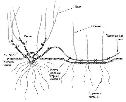 Домашний виноградник. Виноград для средней полосы России и севернее Домашний виноградник. Виноград для средней полосы России и севернее