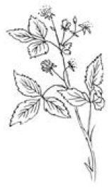 Полный справочник пчеловода Полный справочник пчеловода