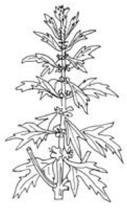 Полный справочник пчеловода Полный справочник пчеловода