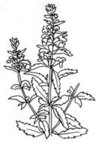 Полный справочник пчеловода Полный справочник пчеловода