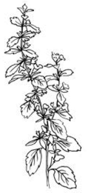 Полный справочник пчеловода Полный справочник пчеловода