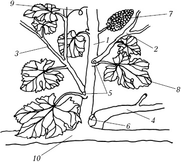 Ваш домашний виноградник Ваш домашний виноградник