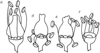Ваш домашний виноградник Ваш домашний виноградник