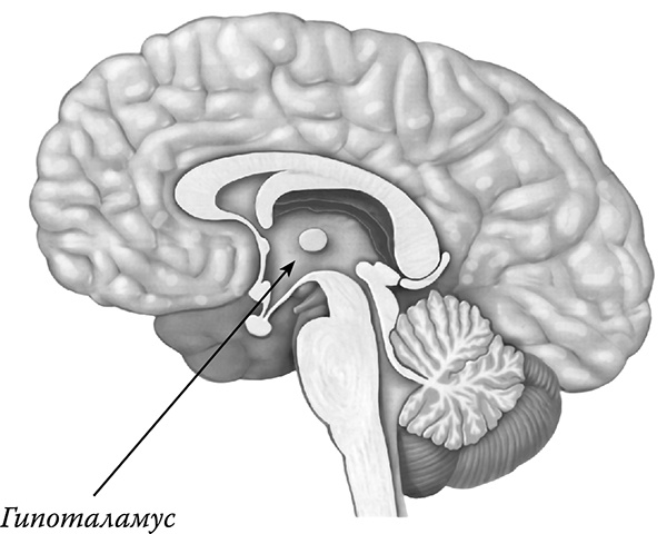 [Не]правда о нашем теле. Заблуждения, в которые мы верим