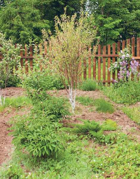 Яблони и груши. Секреты урожая от Октябрины Ганичкиной Яблони и груши. Секреты урожая от Октябрины Ганичкиной