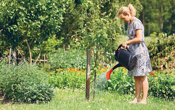 Яблони и груши. Секреты урожая от Октябрины Ганичкиной Яблони и груши. Секреты урожая от Октябрины Ганичкиной