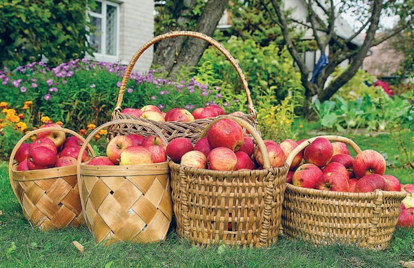 Яблони и груши. Секреты урожая от Октябрины Ганичкиной