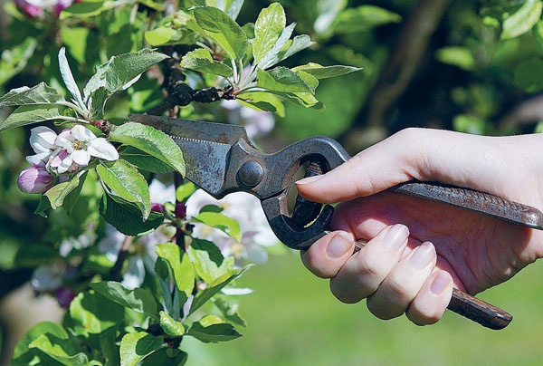 Яблони и груши. Секреты урожая от Октябрины Ганичкиной