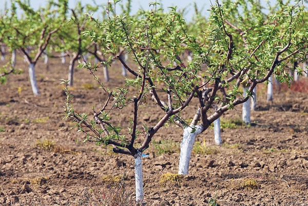 Яблони и груши. Секреты урожая от Октябрины Ганичкиной