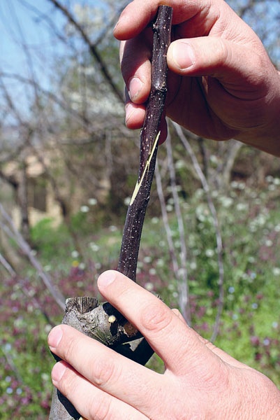 Яблони и груши. Секреты урожая от Октябрины Ганичкиной