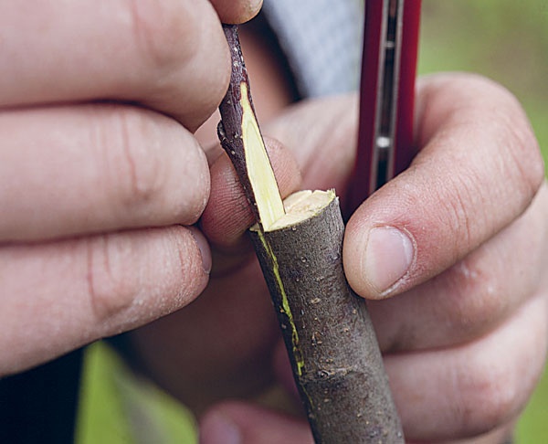 Яблони и груши. Секреты урожая от Октябрины Ганичкиной