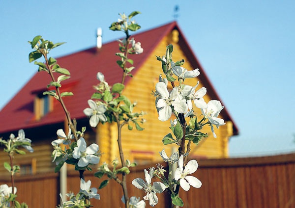 Яблони и груши. Секреты урожая от Октябрины Ганичкиной
