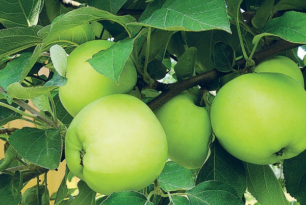 Яблони и груши. Секреты урожая от Октябрины Ганичкиной