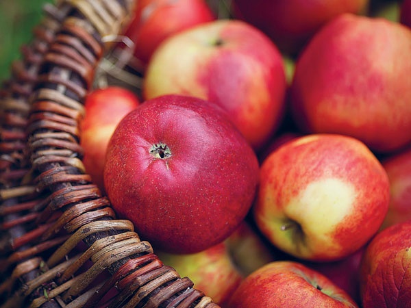 Яблони и груши. Секреты урожая от Октябрины Ганичкиной