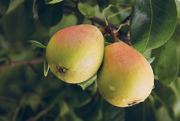 Яблони и груши. Секреты урожая от Октябрины Ганичкиной